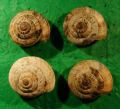 Cernuellopsis&nbsp;ghisottii